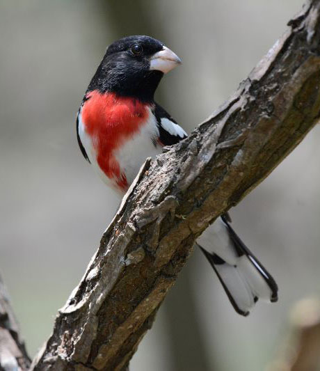 Artificial light is luring birds to cities and sometimes to their deaths 