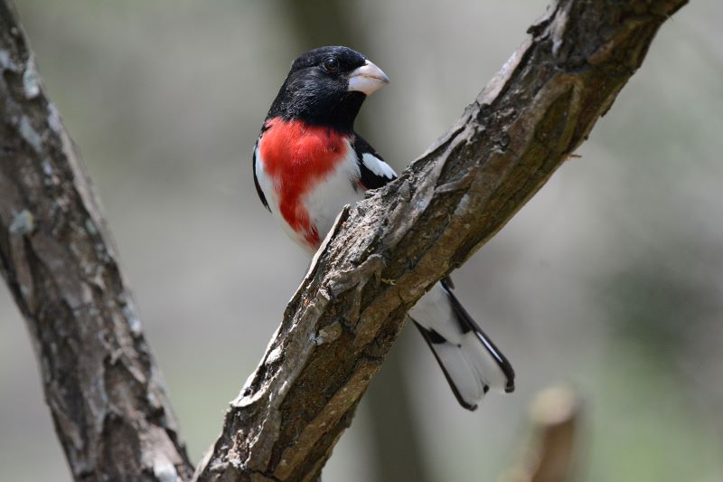 Rose-breasted grosbeaks like this one were among the nearly 1,000 birds that died in a single night in October after colliding with the McCormick Place Convention Center building in Chicago. Photo by Kyle Horton