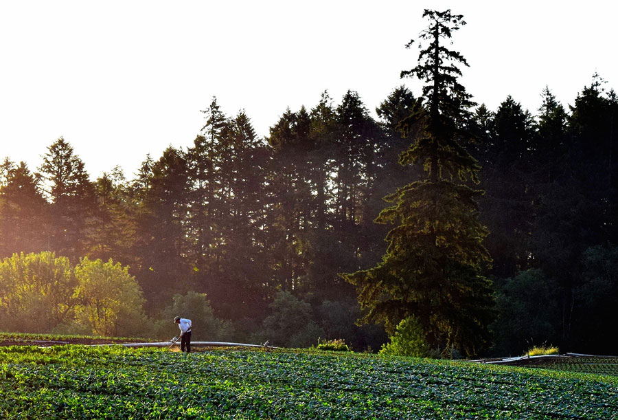 Farmer manually removing weeds from a broccoli field on a farm embedded in a forested landscape near Portland, Oregon. Credit: Olivia Smith