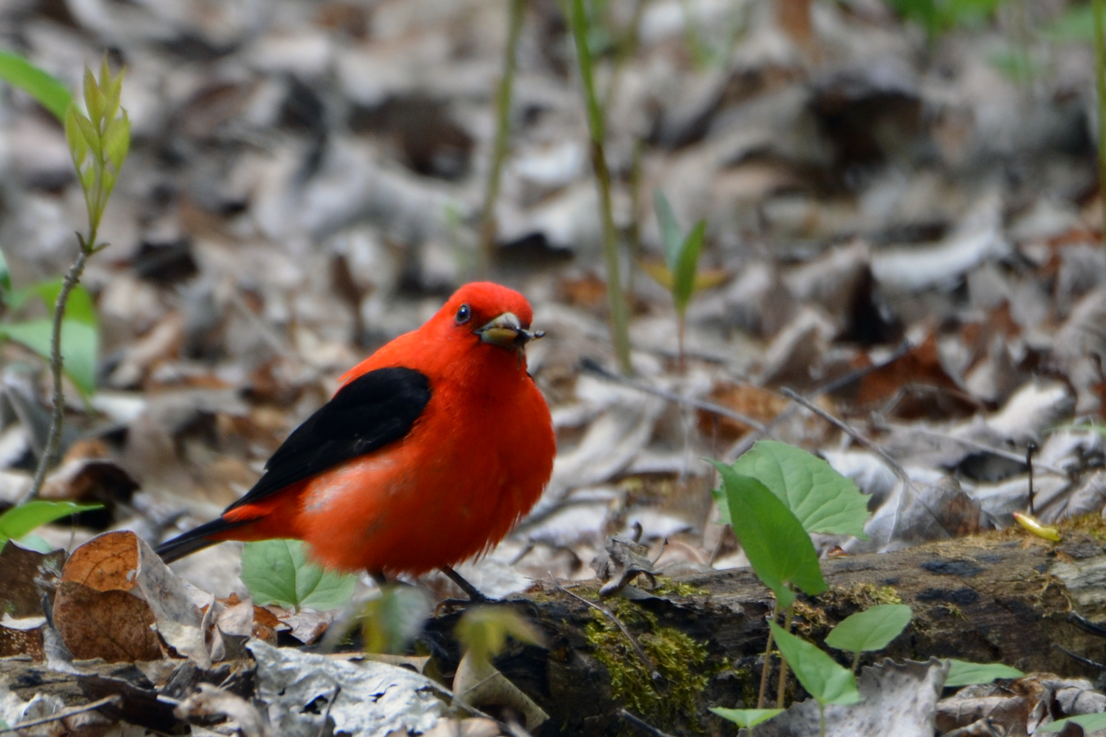 Foraging male Scarlet Tanager